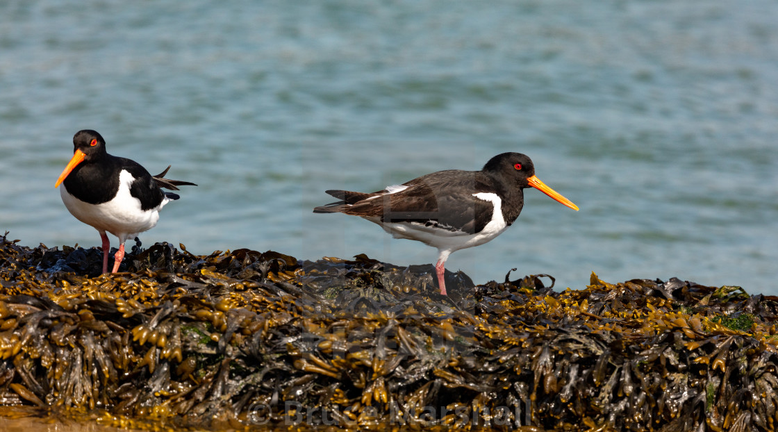 "A pair of Oystercatchers" stock image