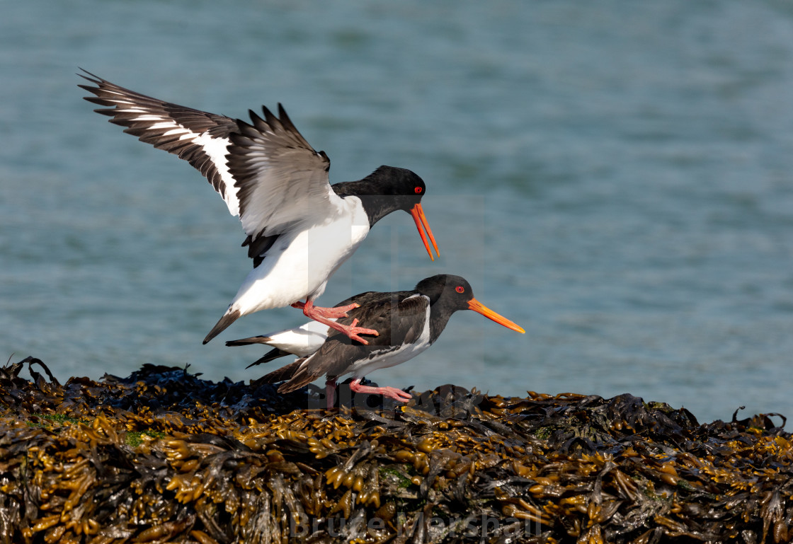 "Mating Oystercatchers" stock image