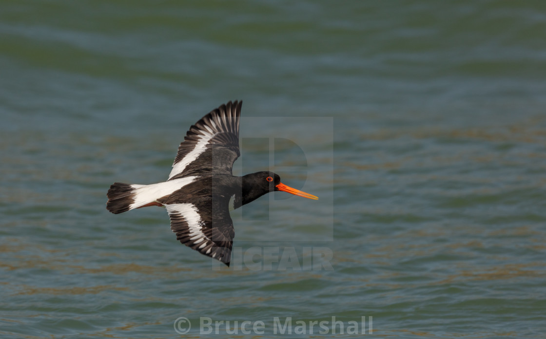 "Male Oystercatcher in flight" stock image