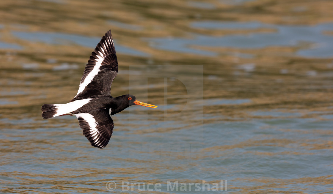 "Male Oystercatcher in flight" stock image