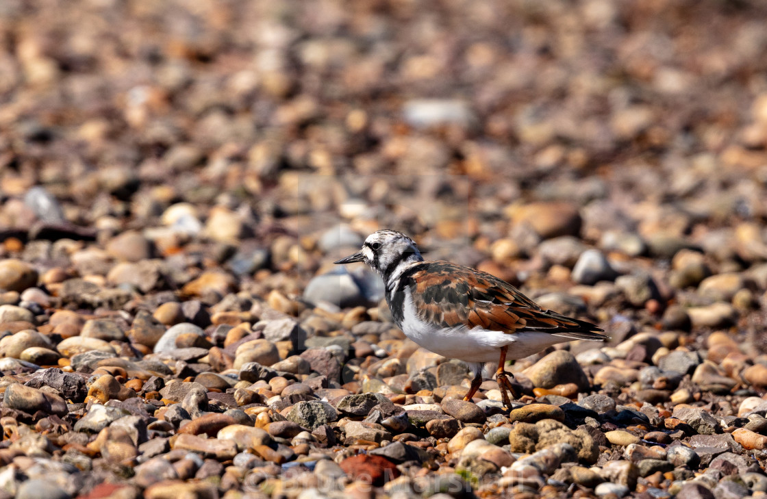 "Turnstone in summer plumage" stock image