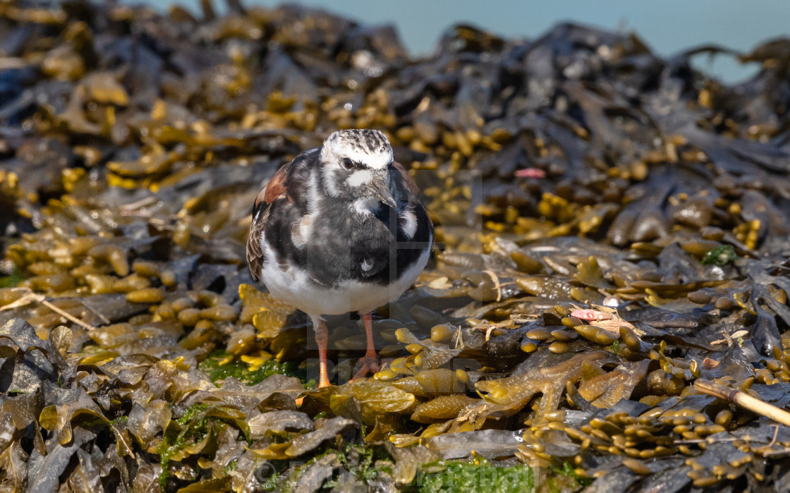 "Turnstone in summer plumage" stock image