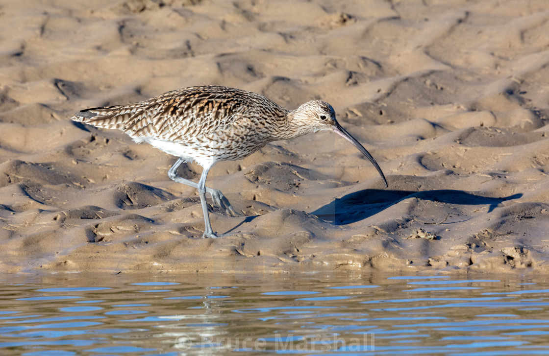 "Curlew catching a crab" stock image