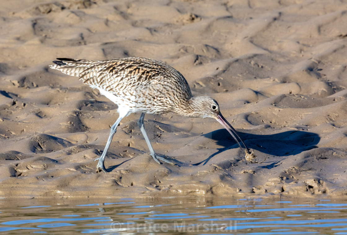 "Curlew catching a crab" stock image