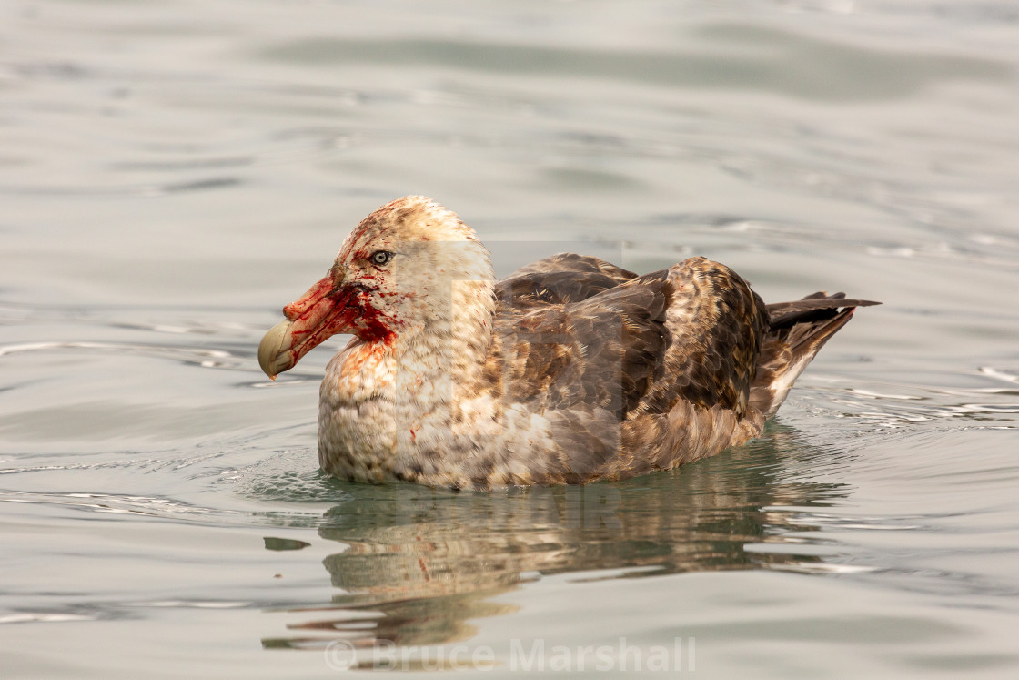 "Bloodied southern giant petrel" stock image