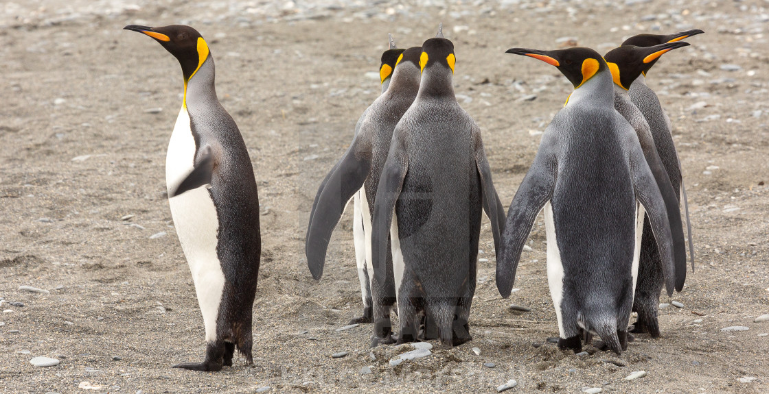 "King Penguins on a beach" stock image