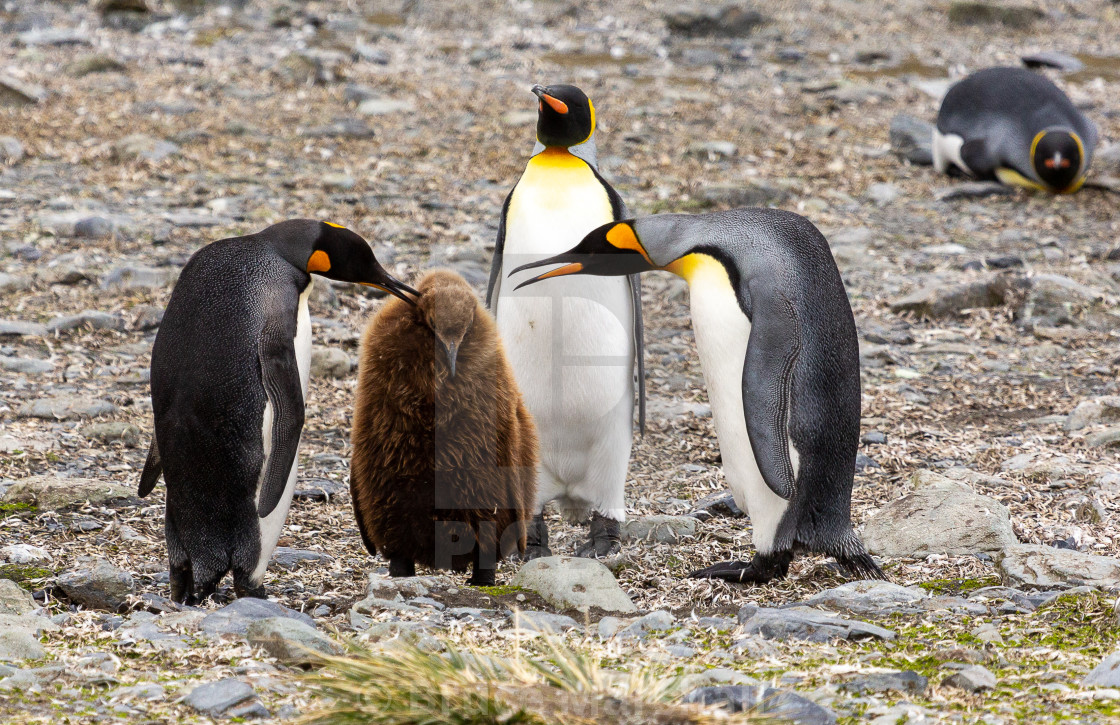 "Adult king penguins reprimand a youngster" stock image