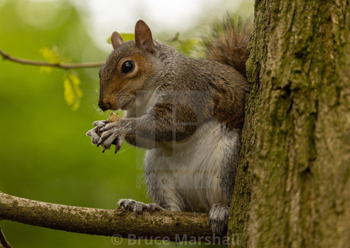 "Grey squirrel on a branch" stock image