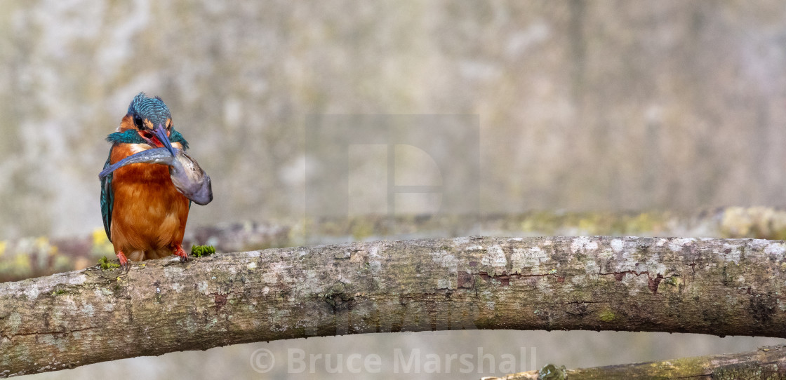 "Kingfisher with copy space" stock image