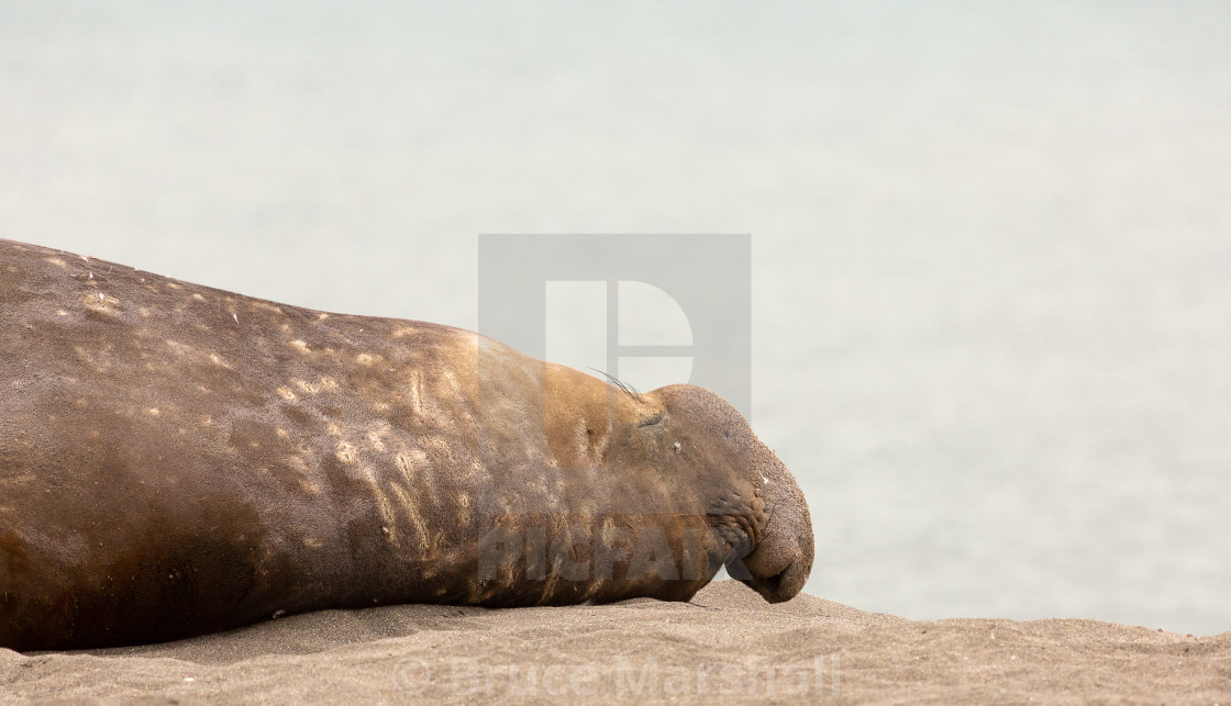 "Male elephant seal resting" stock image