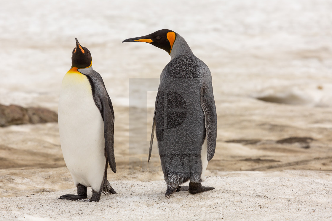 "Two king penguins" stock image