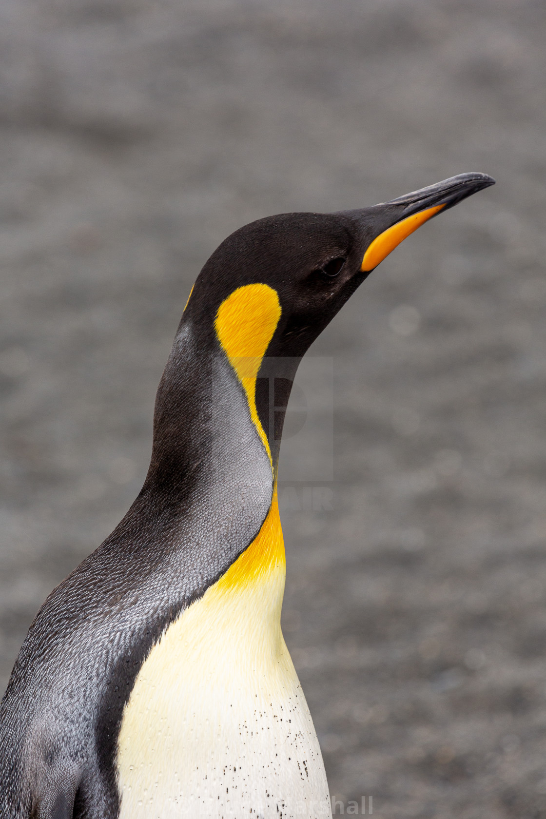 "King penguin stretching" stock image