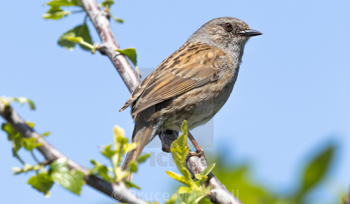 "Dunnock perching on a branch" stock image