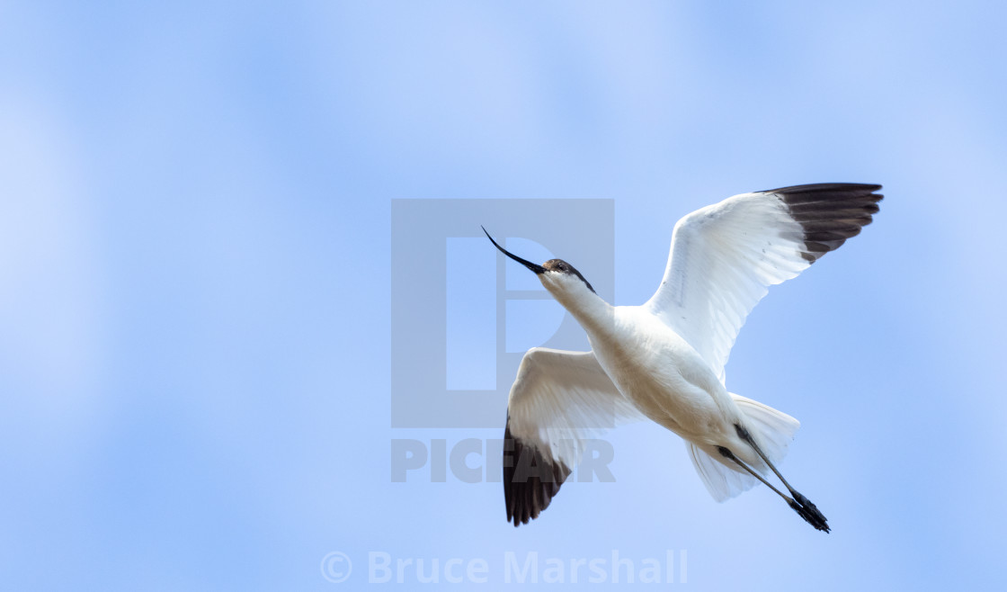 "Avocet in flight" stock image