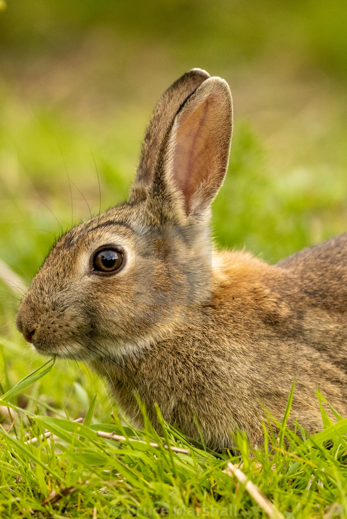 "Side on head shot of cute wild rabbit" stock image