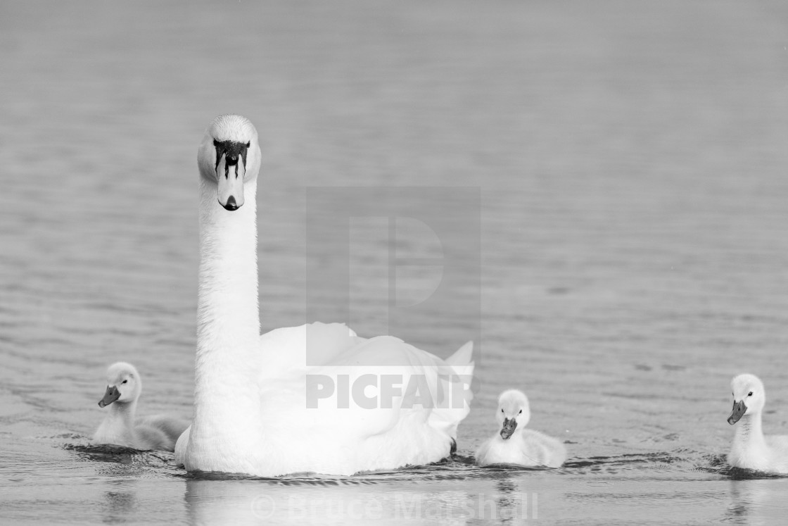 "Swan family in monochrome" stock image