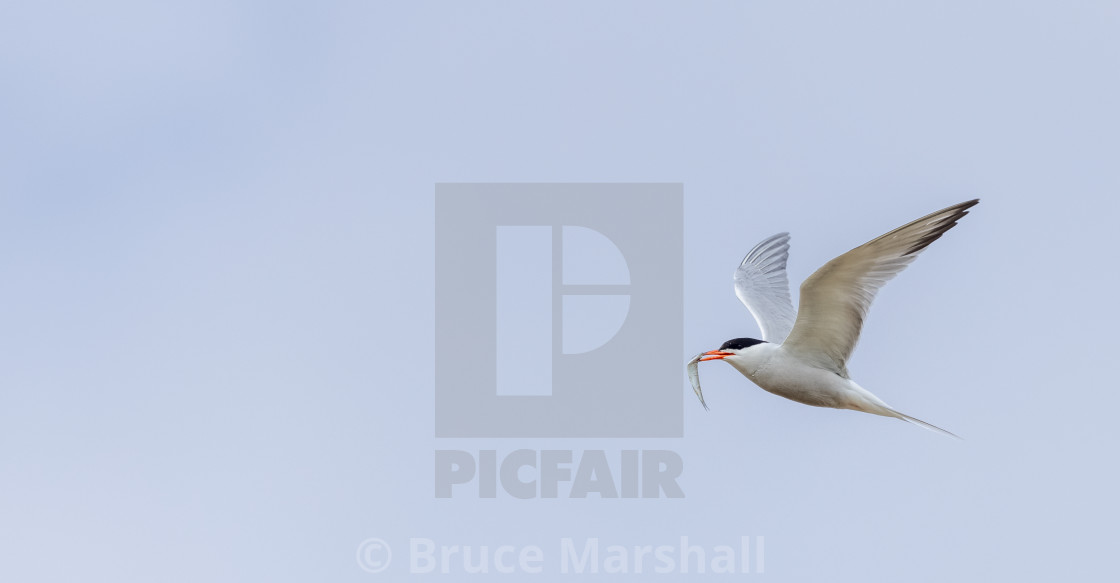 "Common tern with fish" stock image