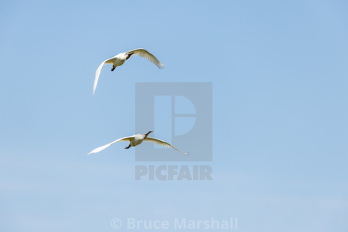 "Spoonbills in flight" stock image