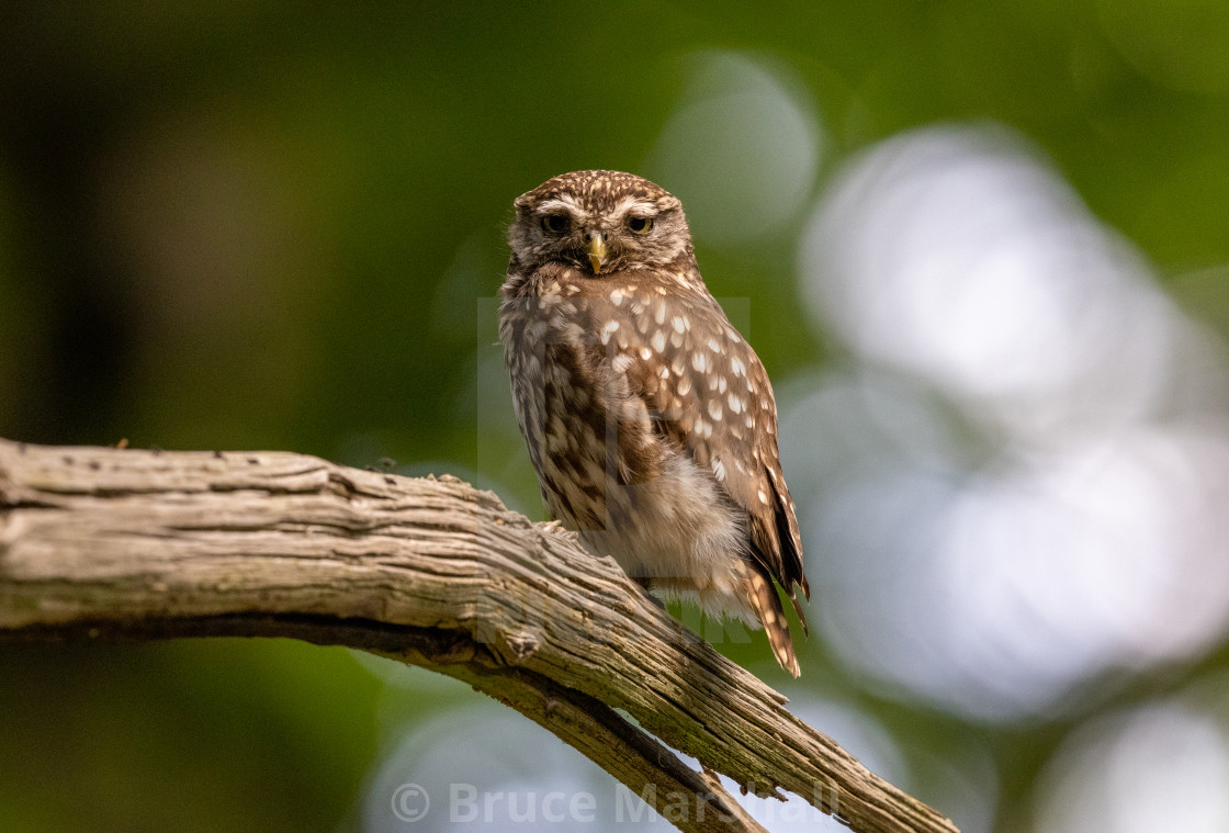 "Little owl on branch" stock image