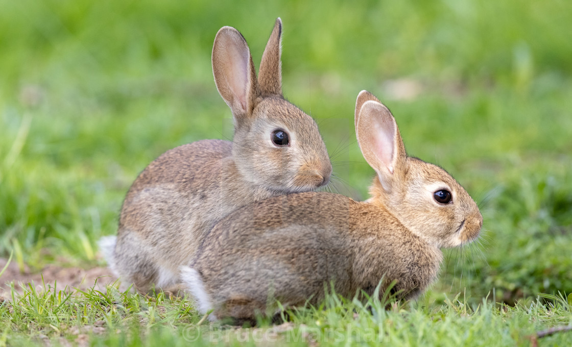 "A pair of young rabbits in the sun" stock image