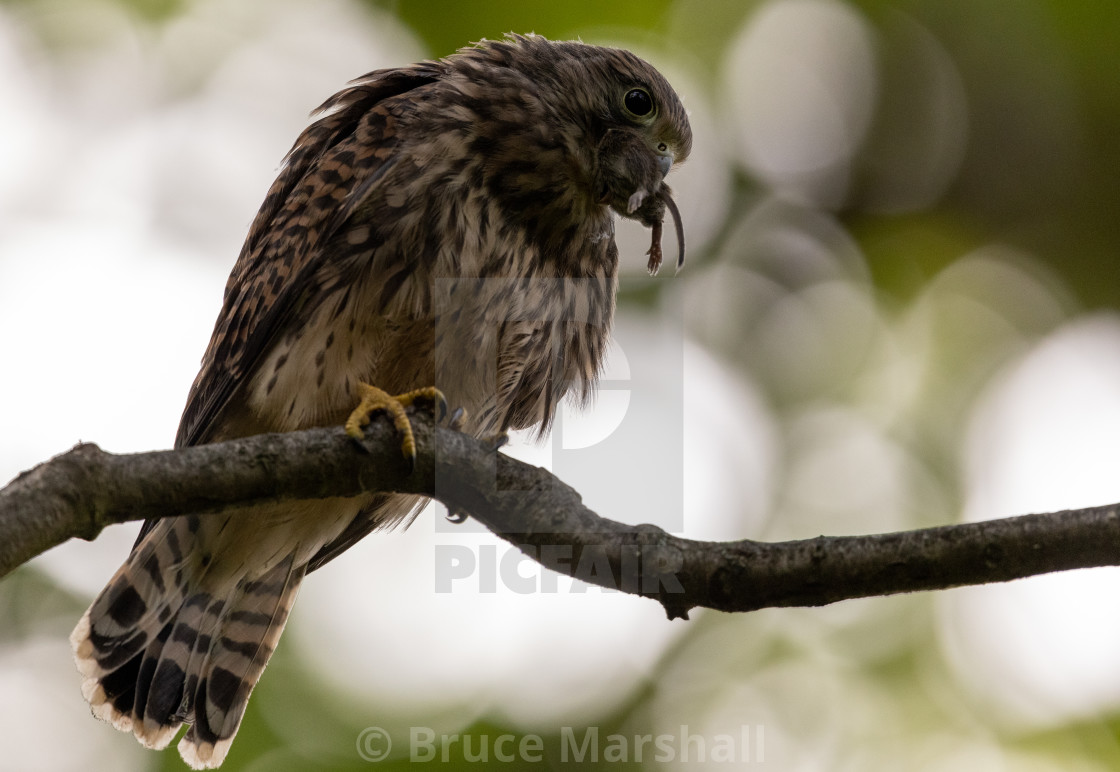 "Female kestrel finishing off her meal" stock image