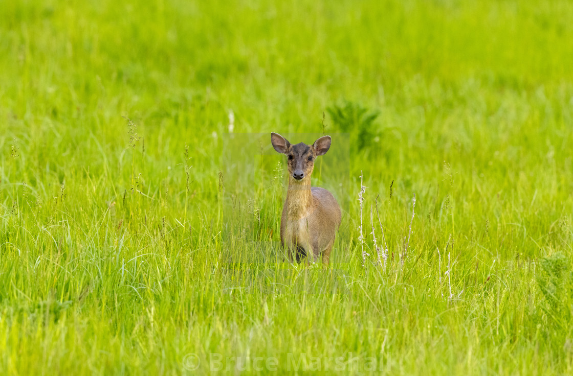 "Female muntjac deer" stock image