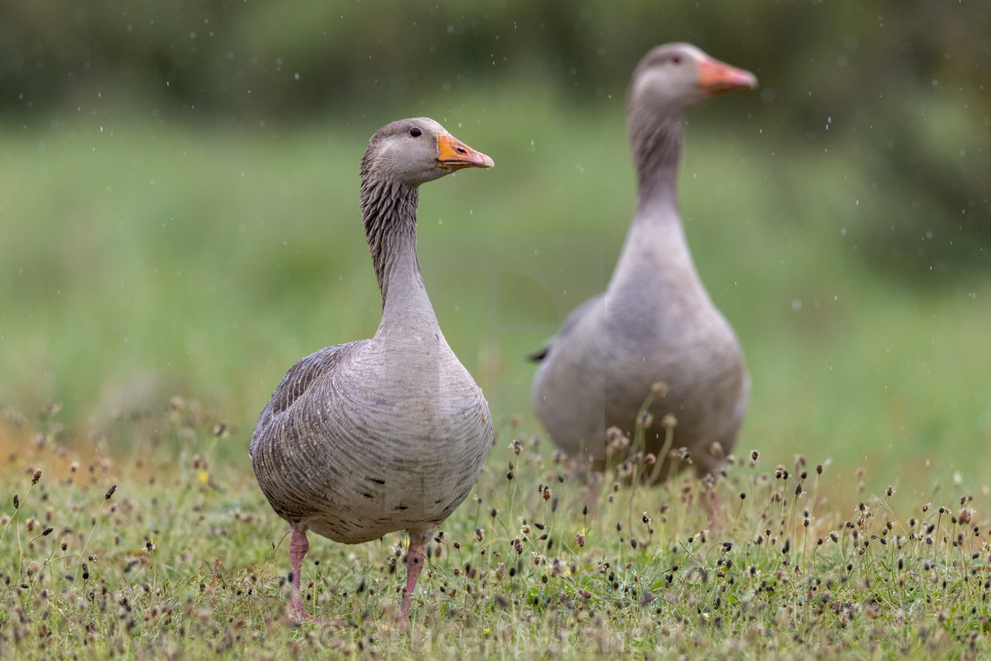 "Pair of greylag geese" stock image