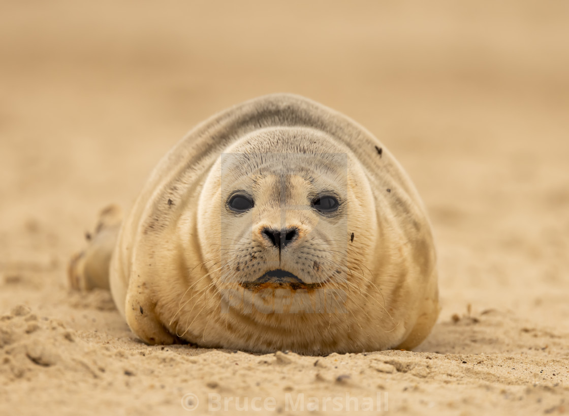 "Common seal pup on beach" stock image