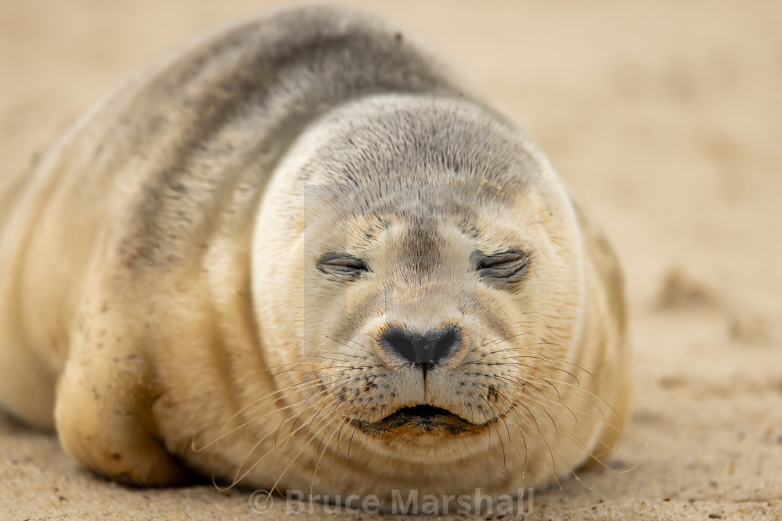 "Close up of sleeping common seal pup" stock image