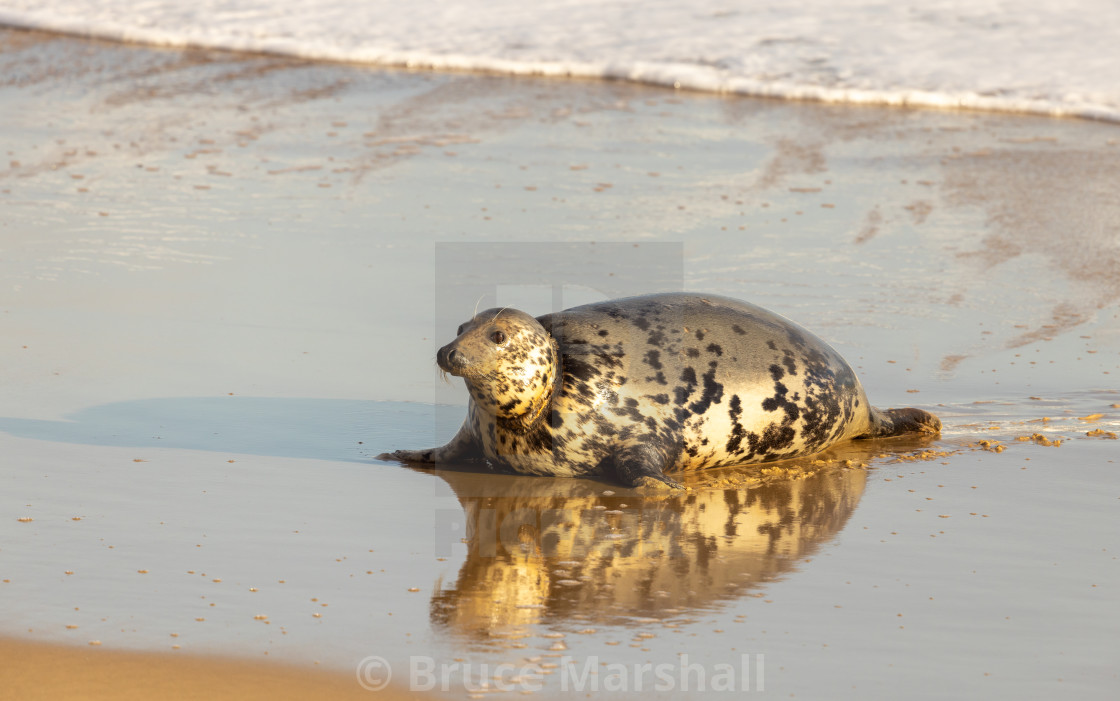 "Pregnant Grey Seal reflection" stock image