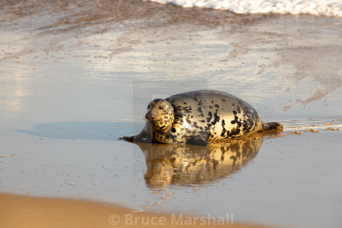 "Pregnant Grey Seal reflection" stock image