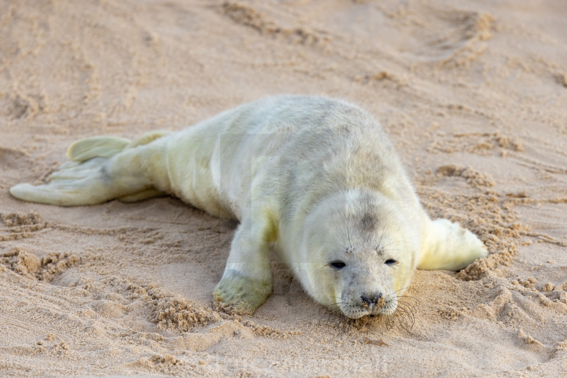 "New born Grey Seal pup on beach" stock image