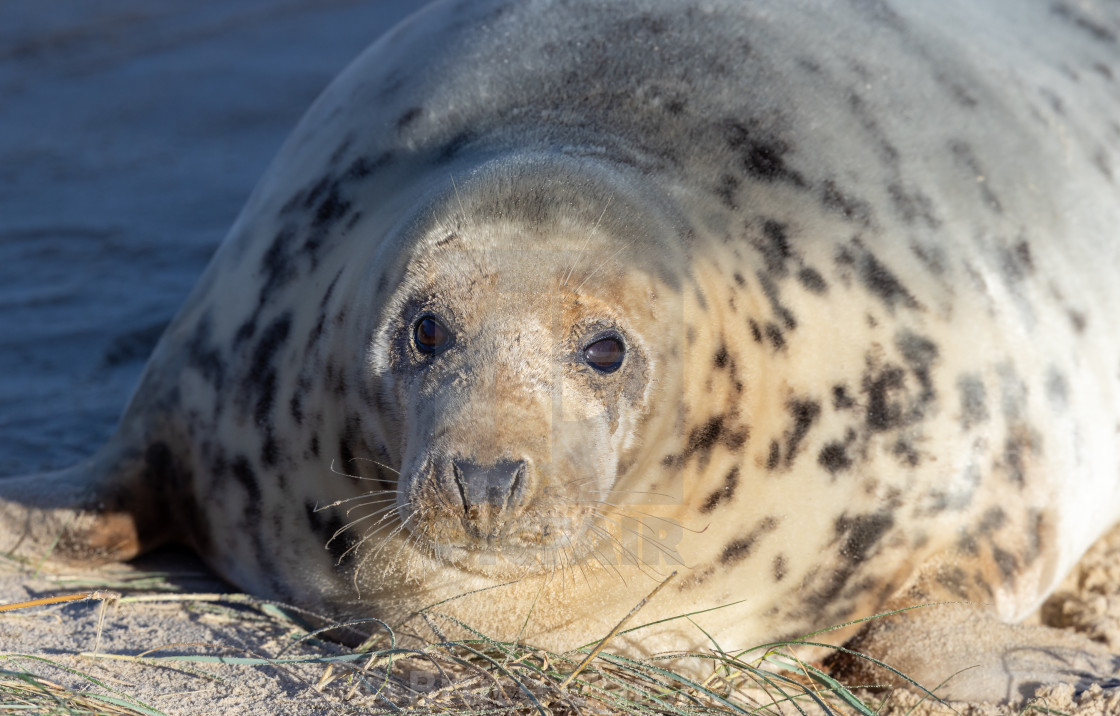 "Close up two thirds portrait of female Grey Seal" stock image