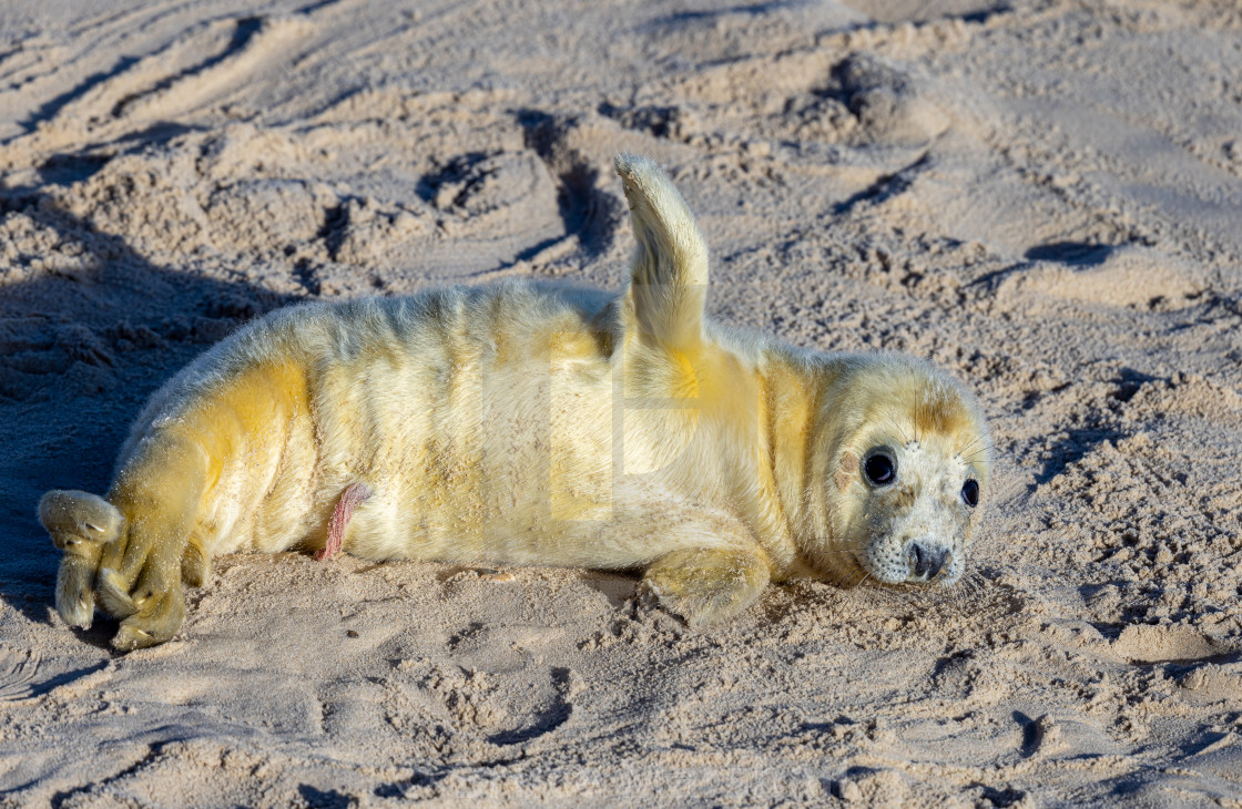 "Very new born Grey Seal pup" stock image