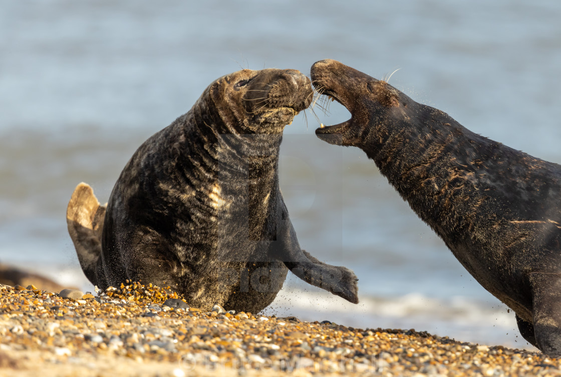 "Grey Seals fighting for a spot on the Beach." stock image