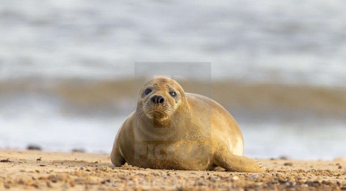 "Juvenile Grey Seal on a beach head-on" stock image