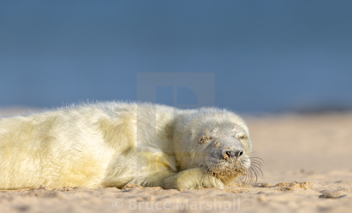 "New born Grey Seal pup on beach snoozing" stock image