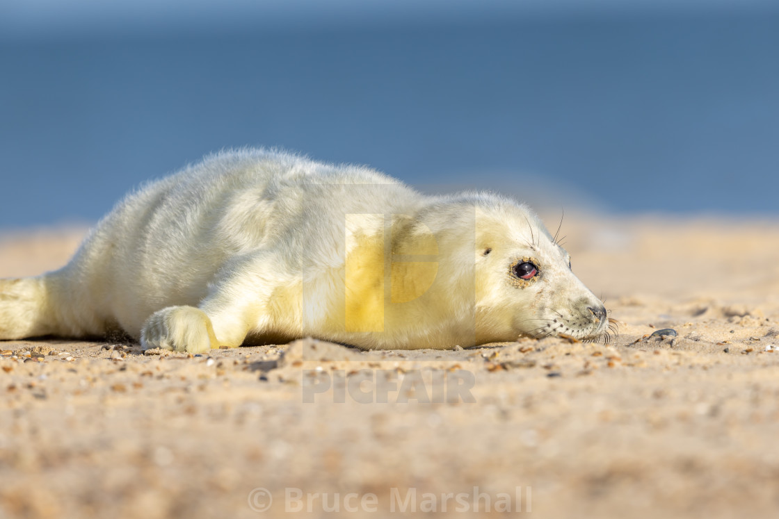 "New born Grey Seal pup on beach" stock image