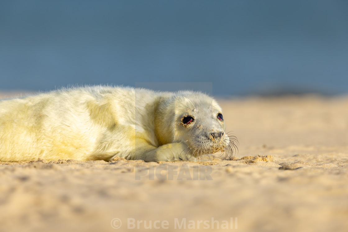 "New born Grey Seal pup on beach" stock image