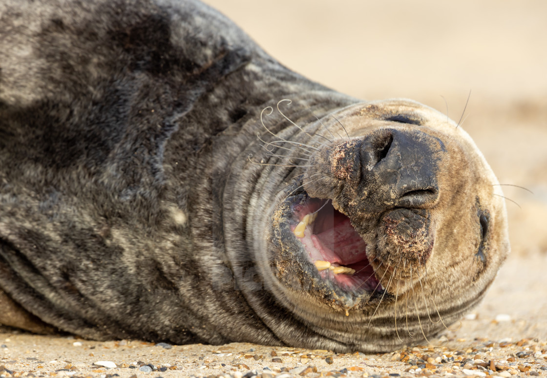 "Close up of a female Grey Seal" stock image