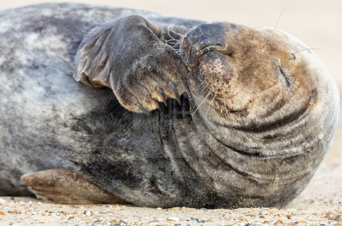 "Close up of a female Grey Seal" stock image