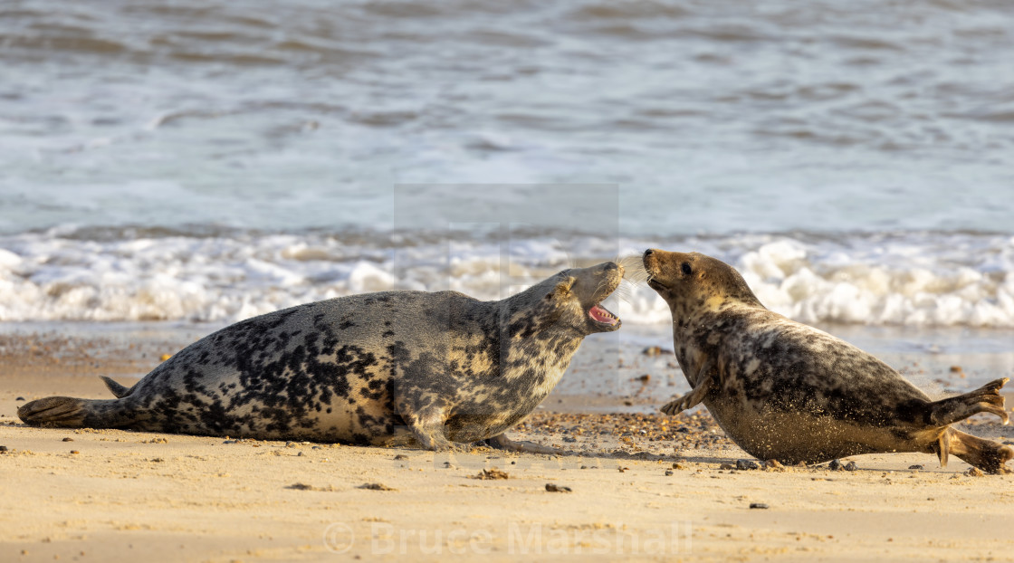 "Two female Grey Seals fighting" stock image