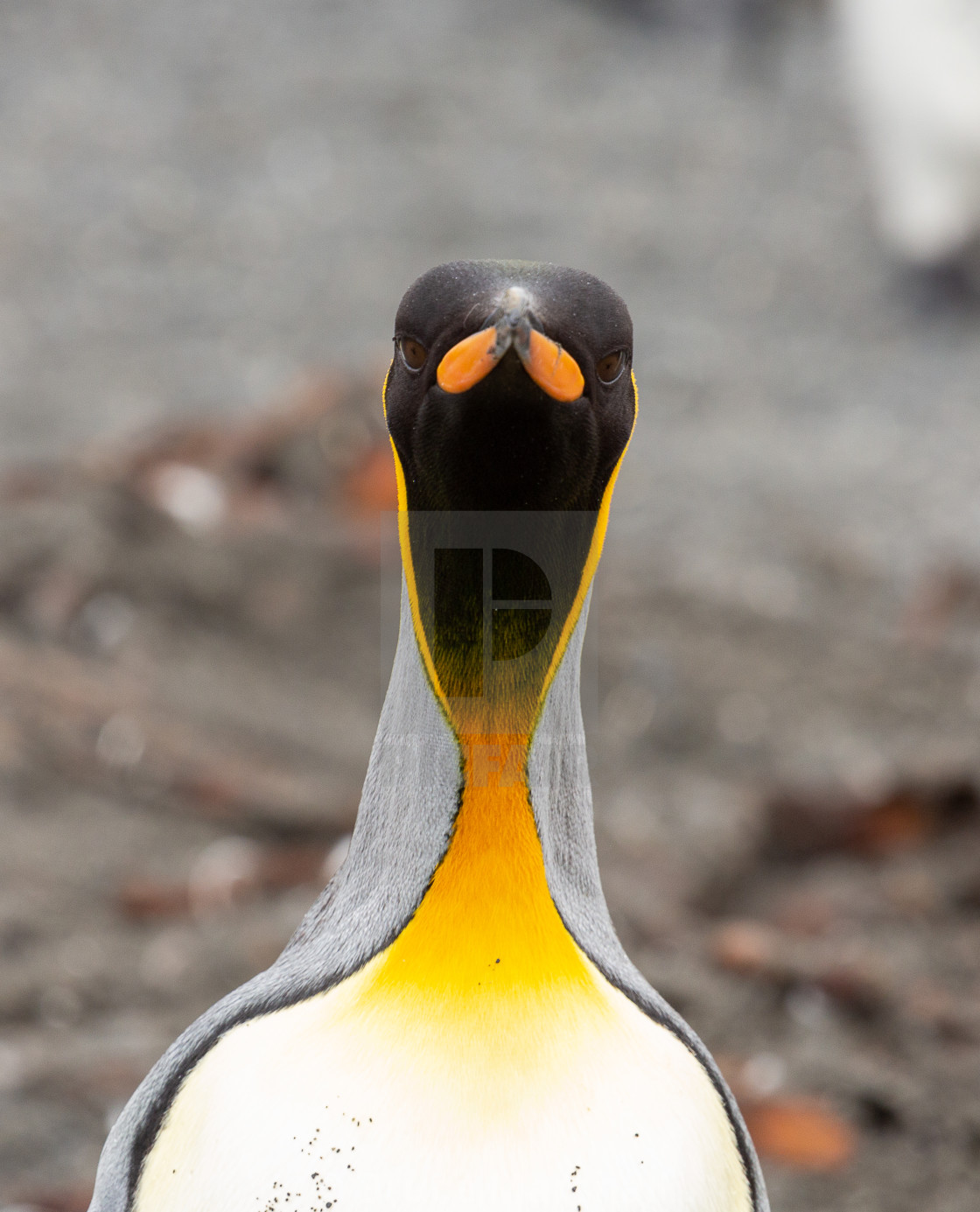 "Close up of King Penguin" stock image