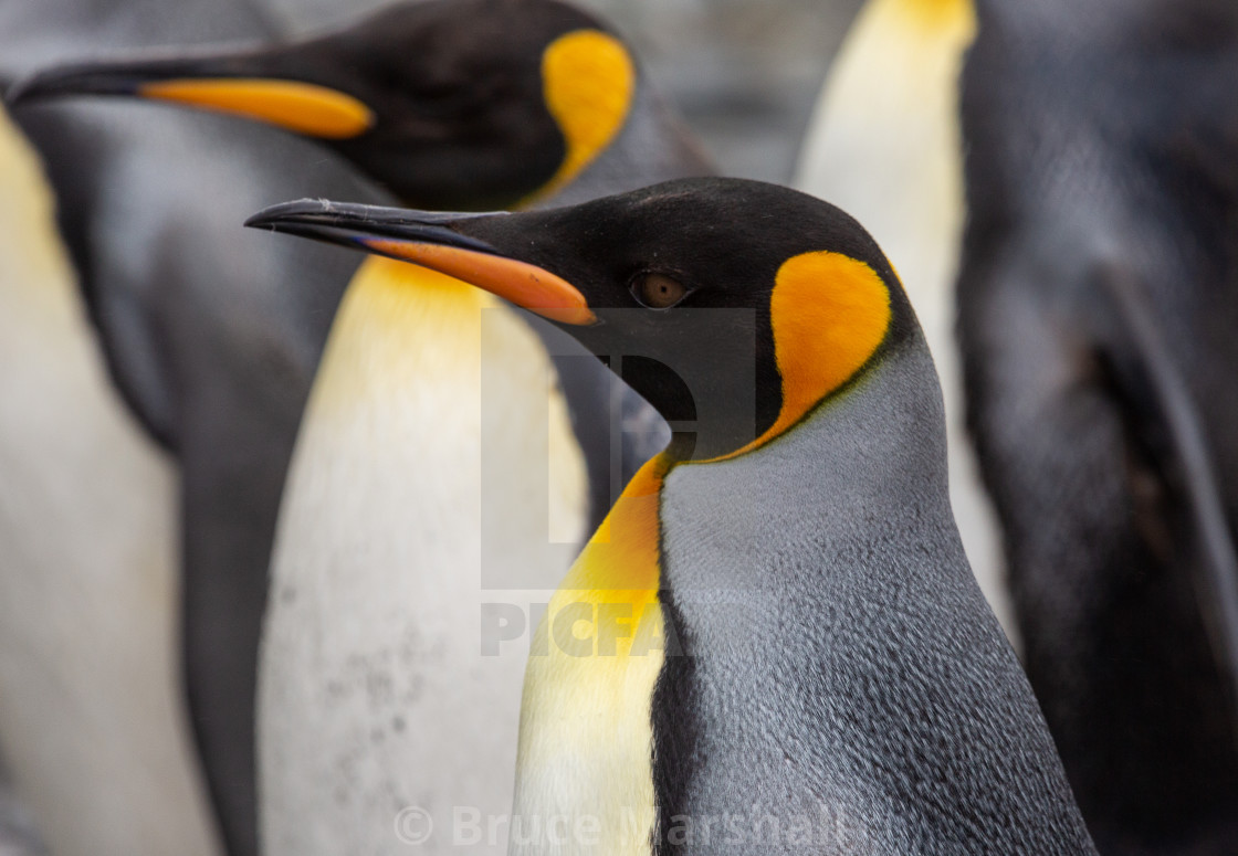 "Close up of King Penguin" stock image