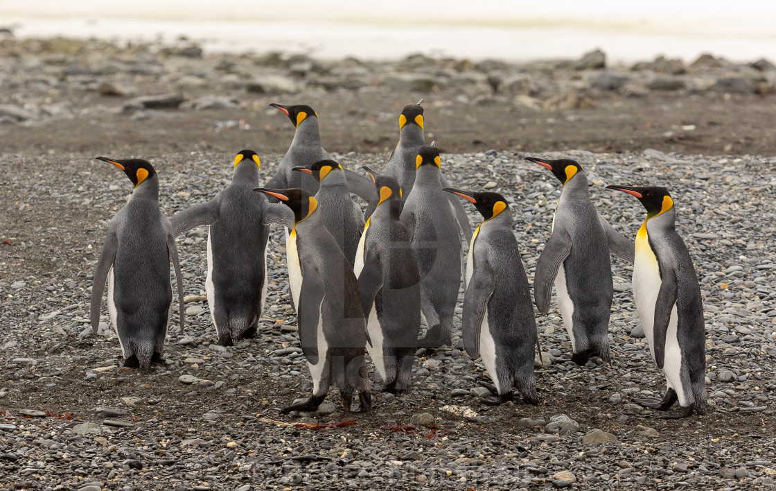 "Group of King penguins" stock image