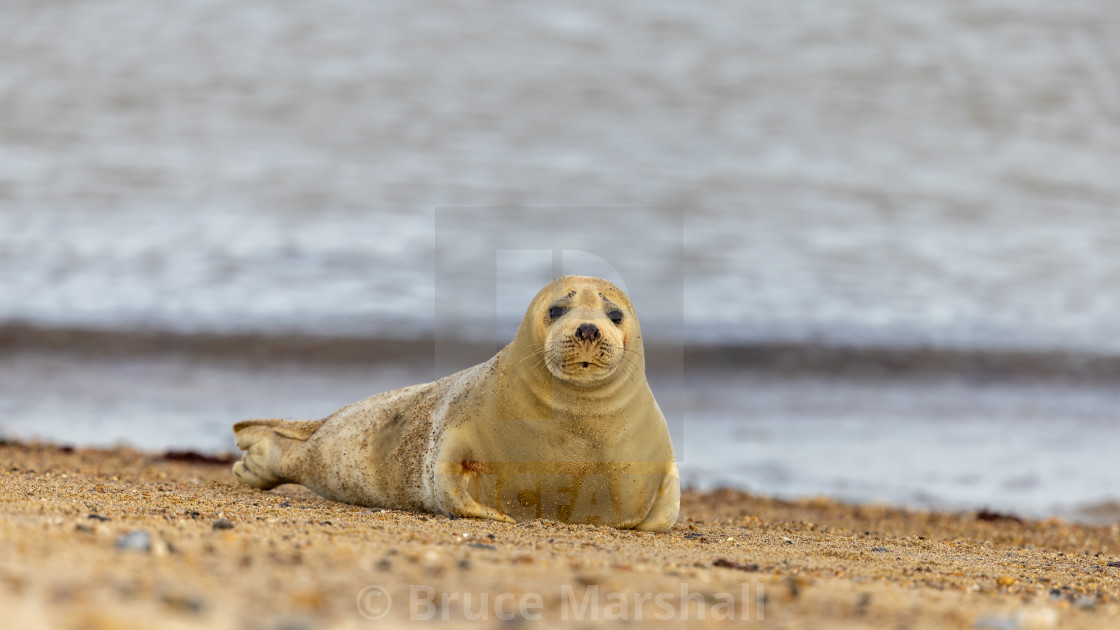 "Grey Seal on a beach" stock image