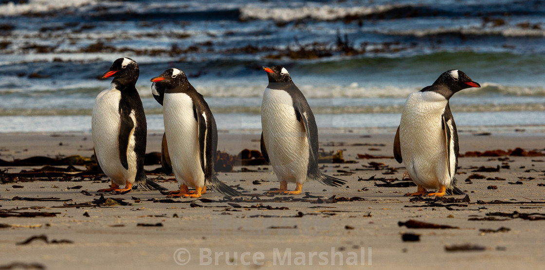 "Gentoo penguins on a beach" stock image