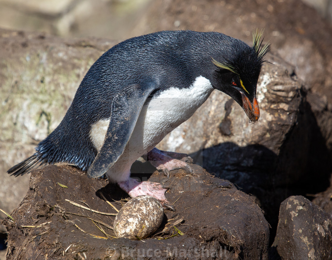 "Rockhopper penguin inspects a nest" stock image