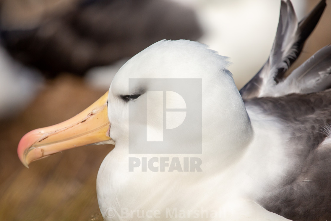 "Black Browed Albatross" stock image