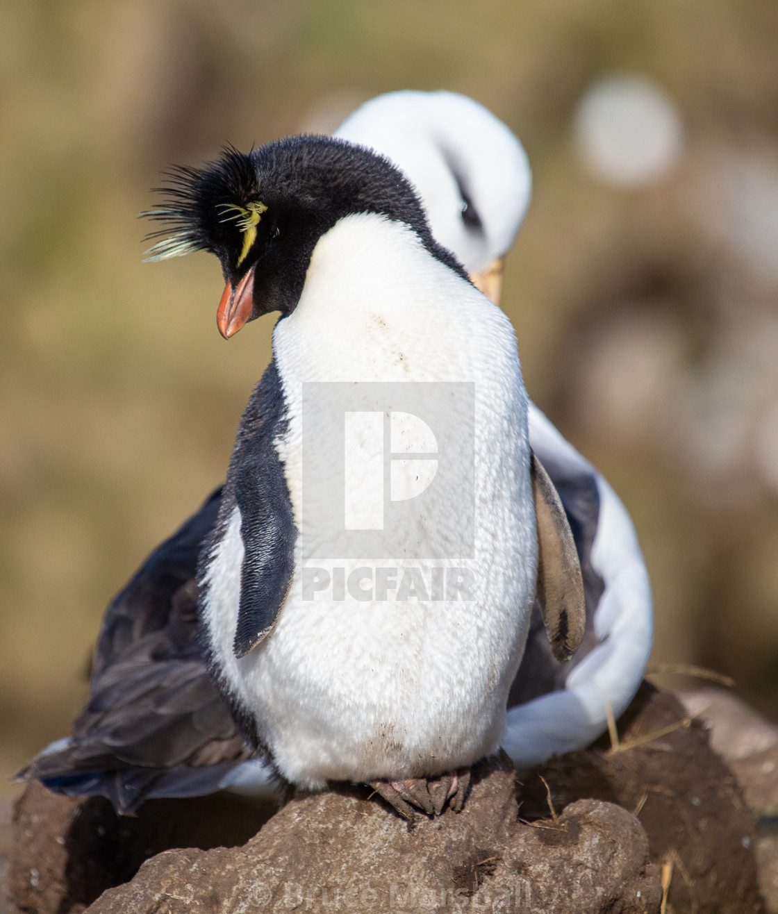 "Rockhopper penguin and Black Browed Albatross" stock image